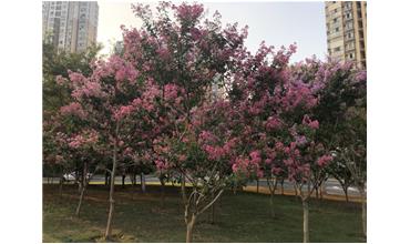 夏秋季節，錫城首次驚現紫薇花開美景